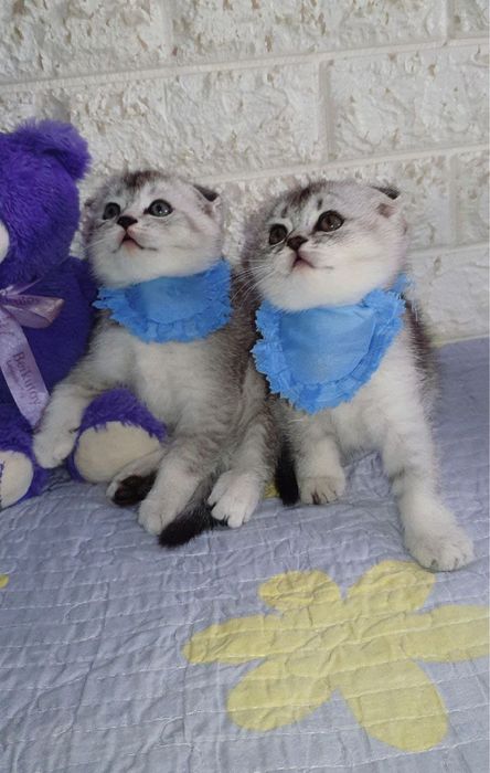 Котёнки серебрыстая шиншыла чысто кровные