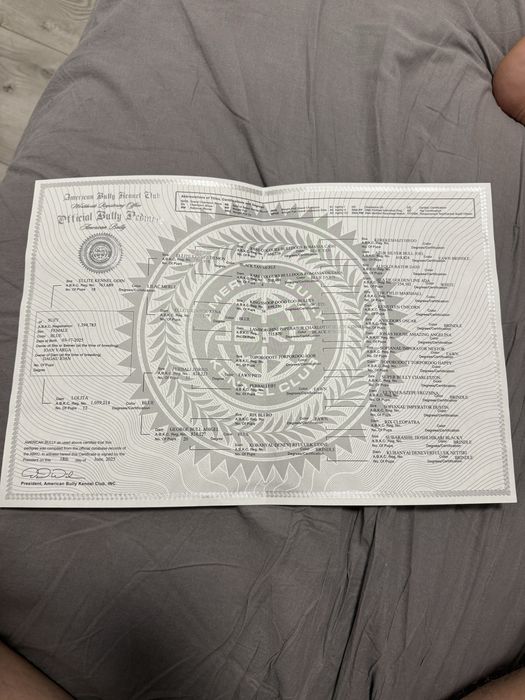 Catelusa bulldog francez blue cu pedigree