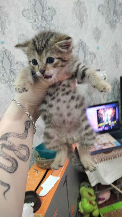 Отдам бесплатно  .. котенка