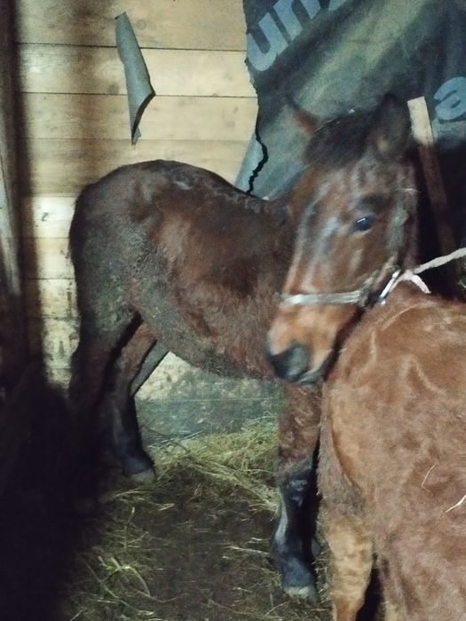 Se vinde mânz 6 luni