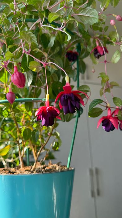 Продается фуксия