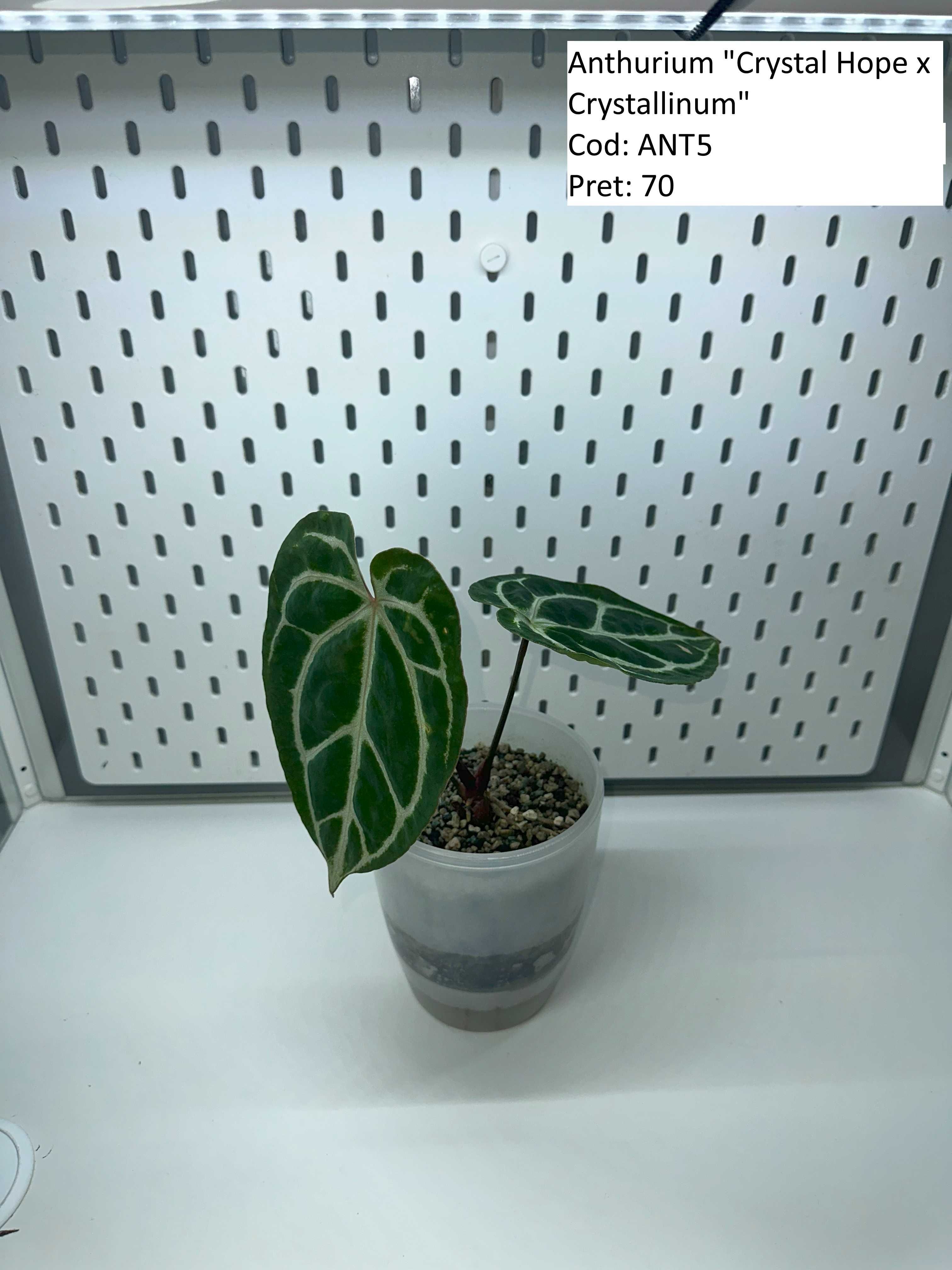 Anthurium Queen of hearts / Crystal Hope / Crystallinum / ForgetiiX _1