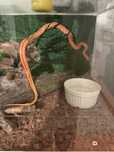 Corn snake femela
