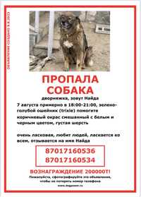 Пропала собака в районе Туздыбастау, вознаграждение- 200к тенге