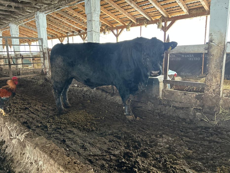 Angus taur cu acte in regula 5 ani