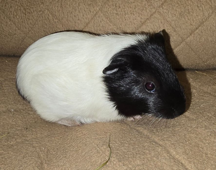 Porcusori de guineea