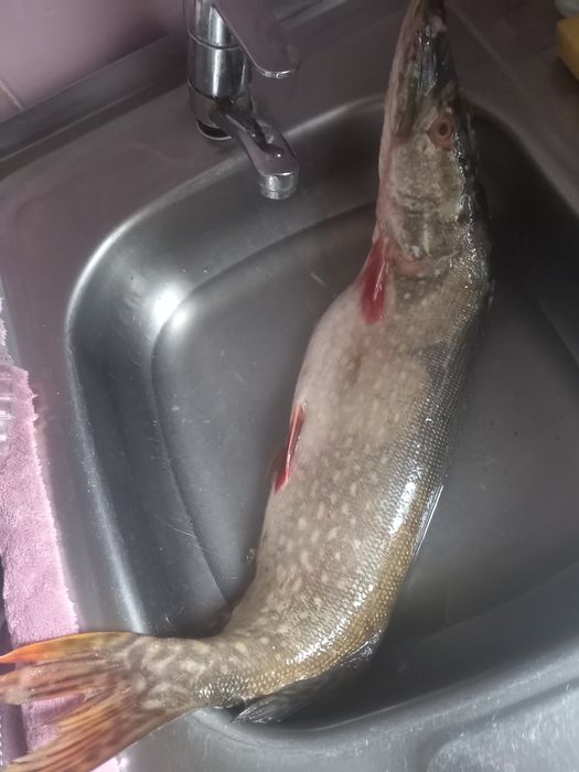 Щука свежий продсм