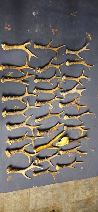 Vand trofee cerb carpatin,lopatar,caprior,capra neagra,sulitar. 8 poze