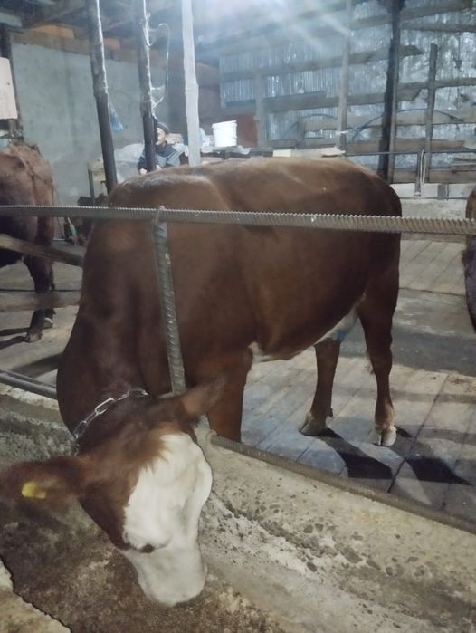 Продам корову сиыр