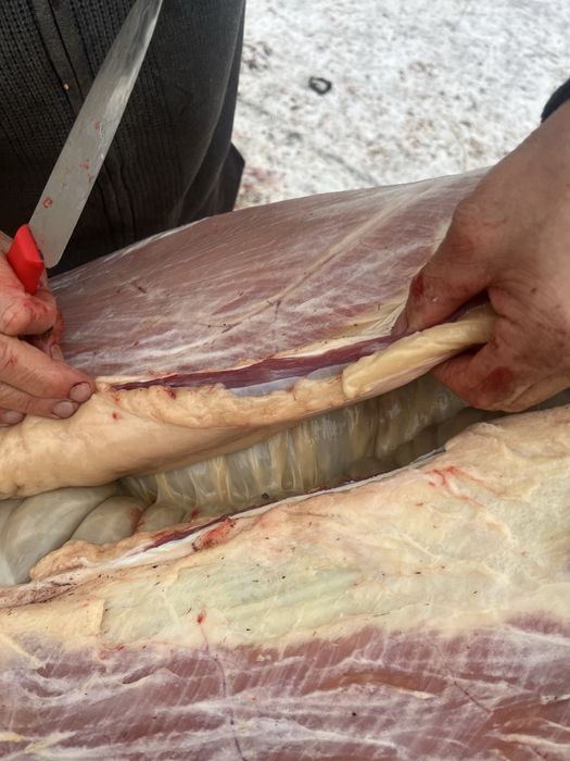 Соғымға семіз және орташа жабағылар сатылады.