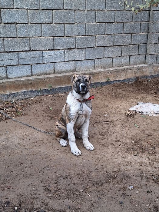 Алабай тобет САО