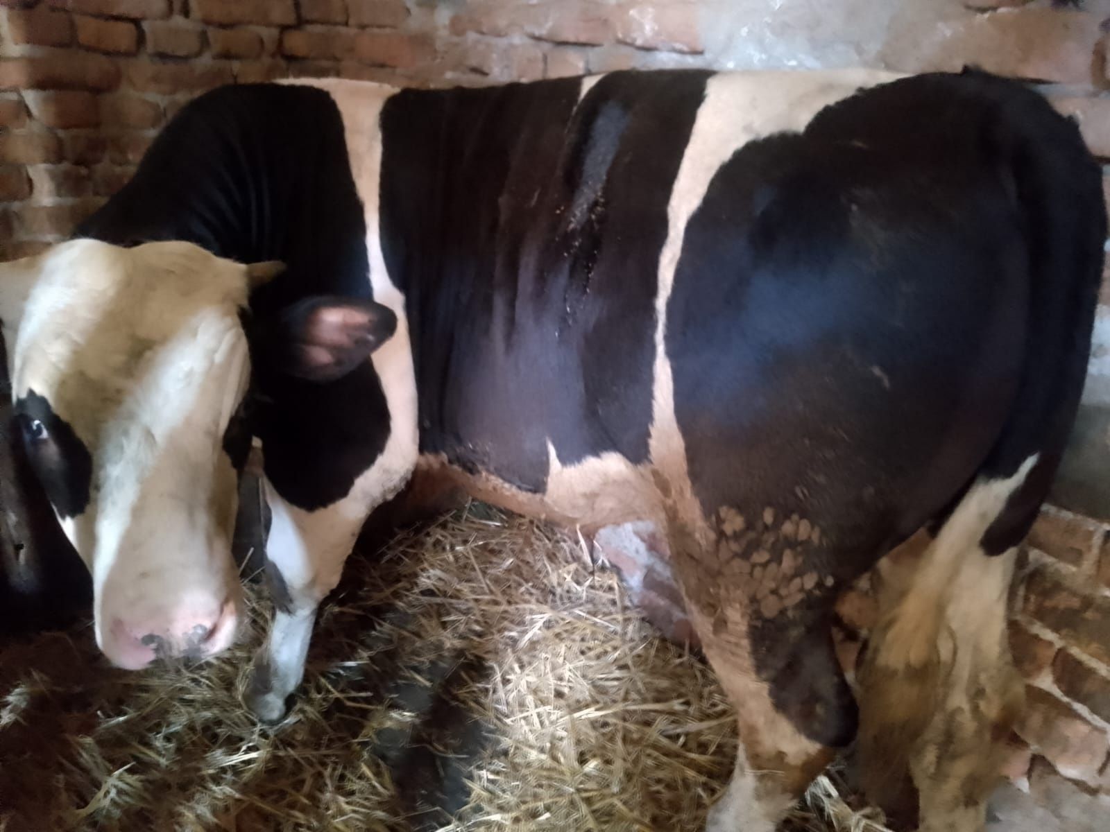 Vițel rasă Holstein