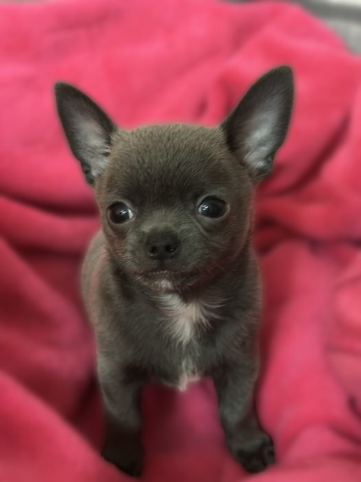 Продается Чихуахуа Мини