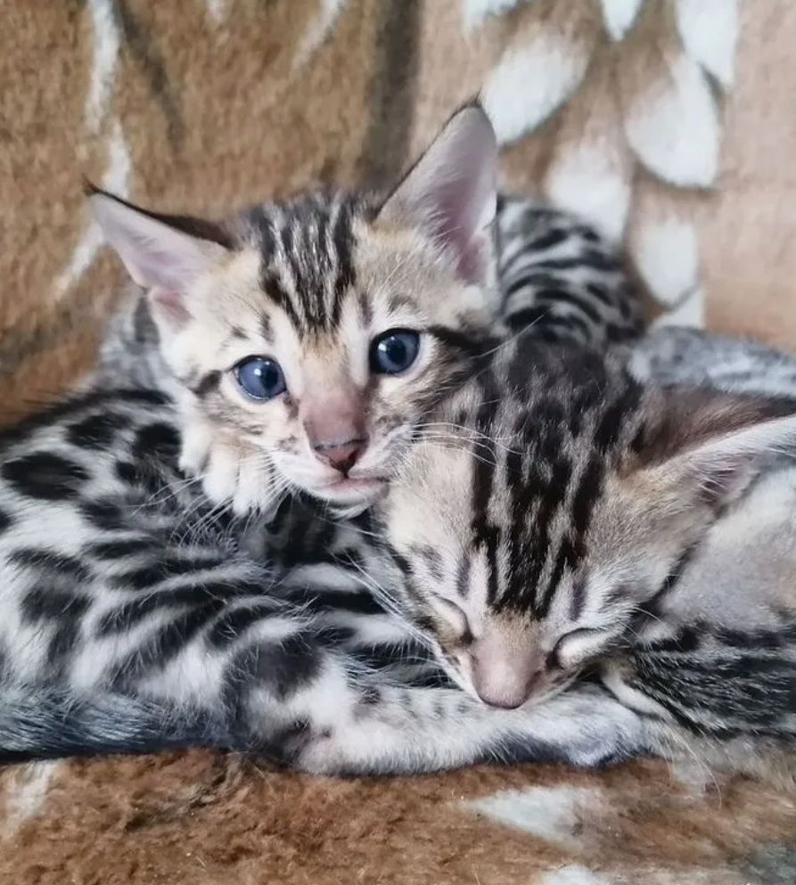 Бенгальские котята