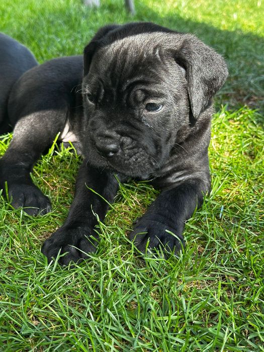 Femele cane corso