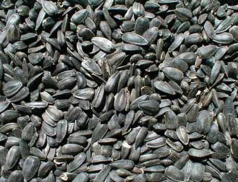 Floarea soarelui