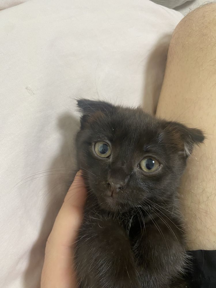Котята шотландцы