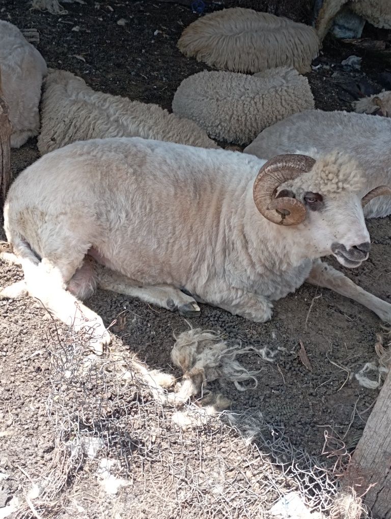 Vând miei, iezi, berbeac, țapi