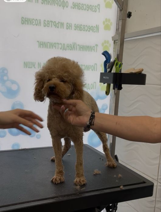 Предлагаме ТОП Мини Пудел