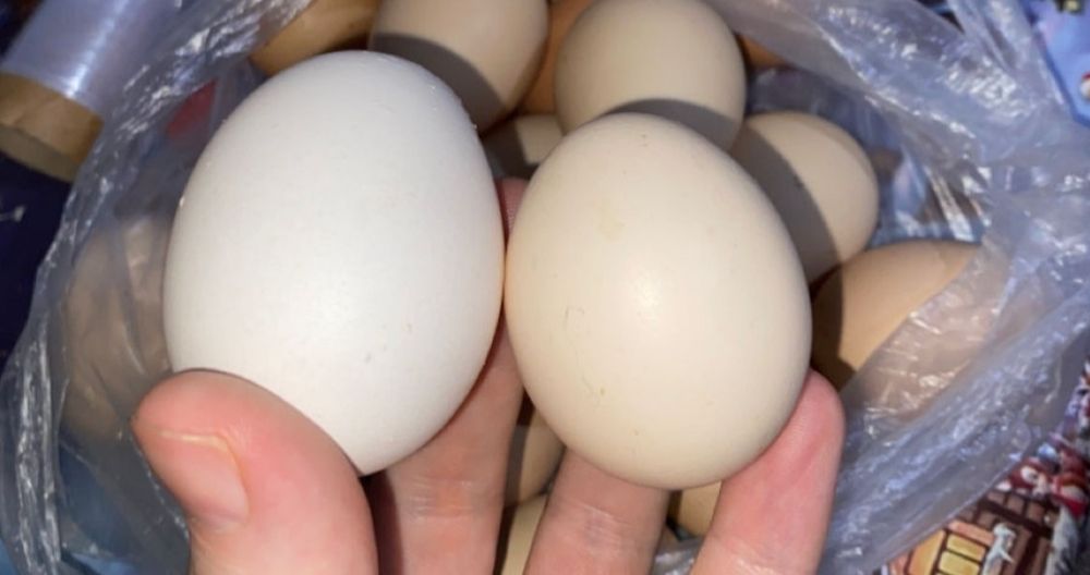 Oua de gaina proaspete