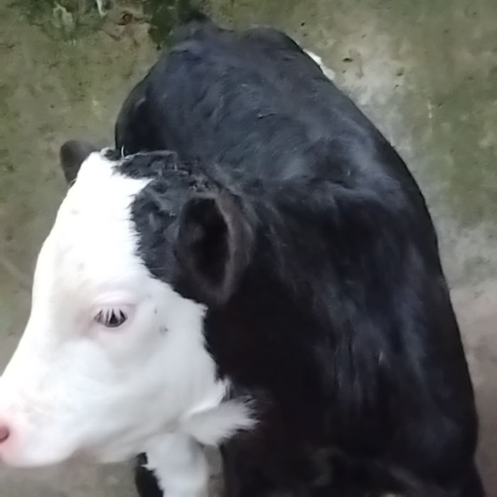Vand un tauras baltat