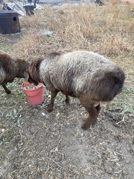 Кочкар гиссарской породы