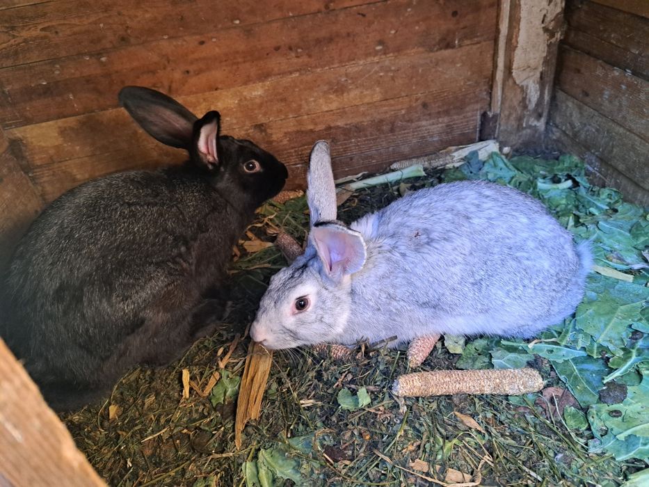 Vând iepuri 3 luni și 4 luni