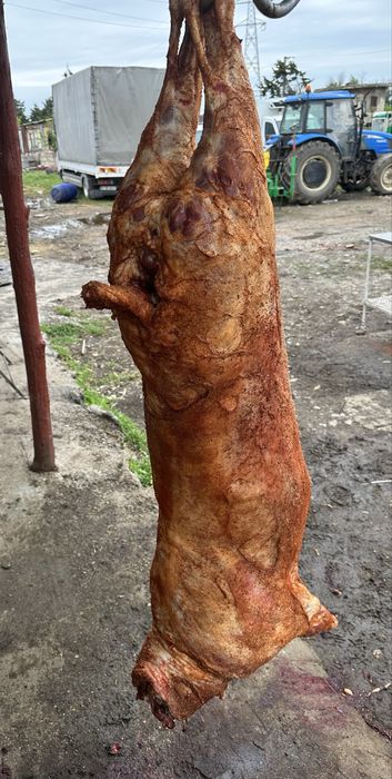 Berbecuti pentru MACELARIE, PROTAP sau PASTRAMA - 5km de bucuresti