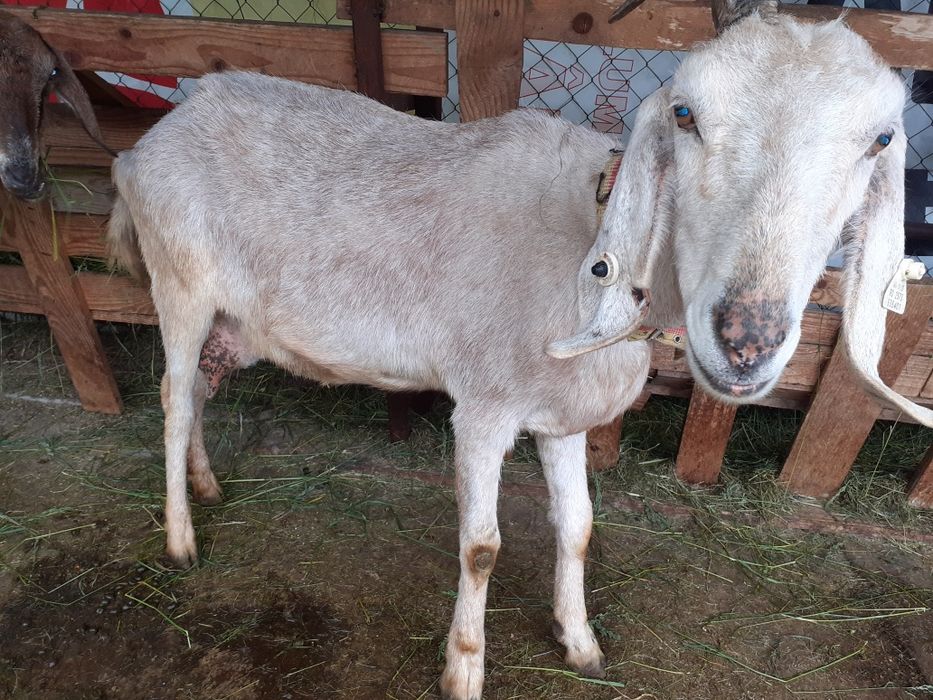 Vand capră de rasă