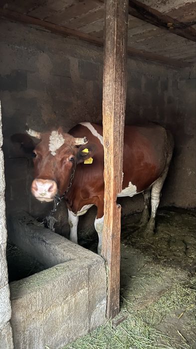 Корова зовут Малина