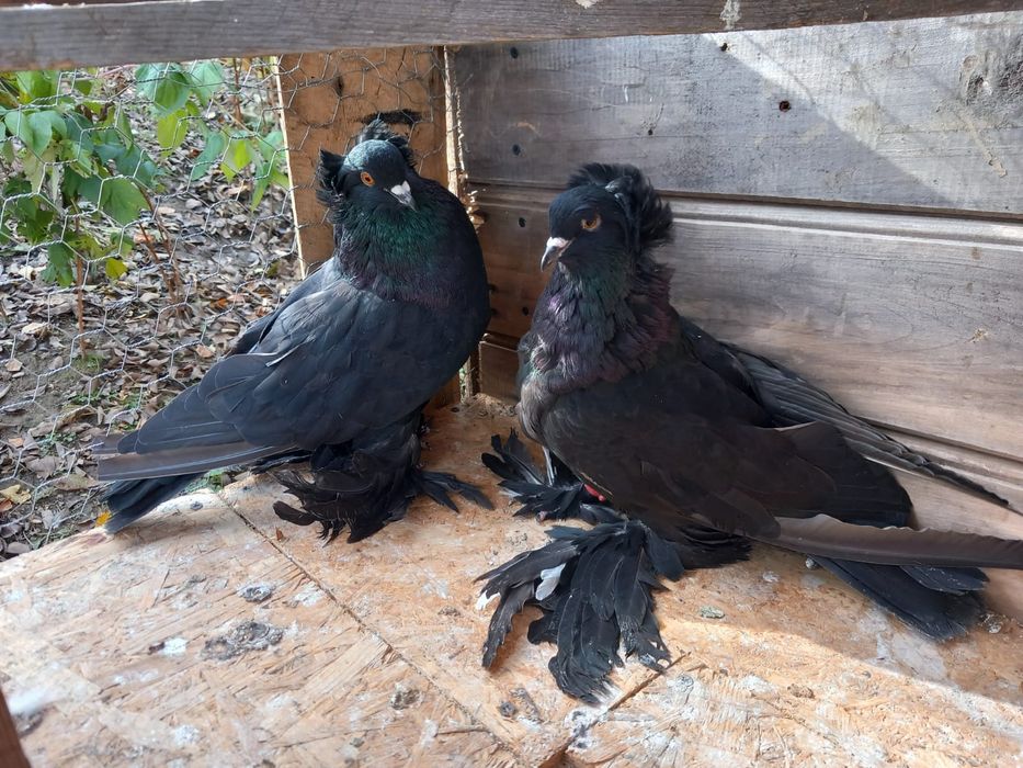 Vand Uriași Maghiarii