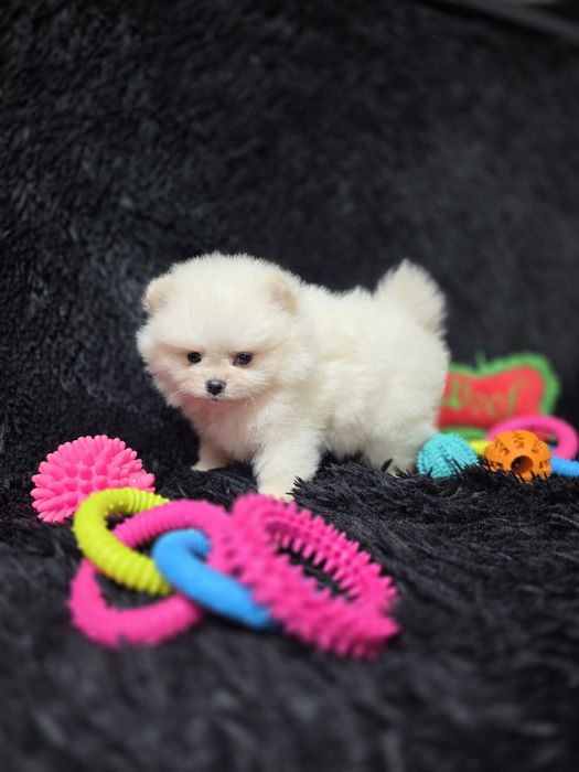 Pomeranian fetita tip boo