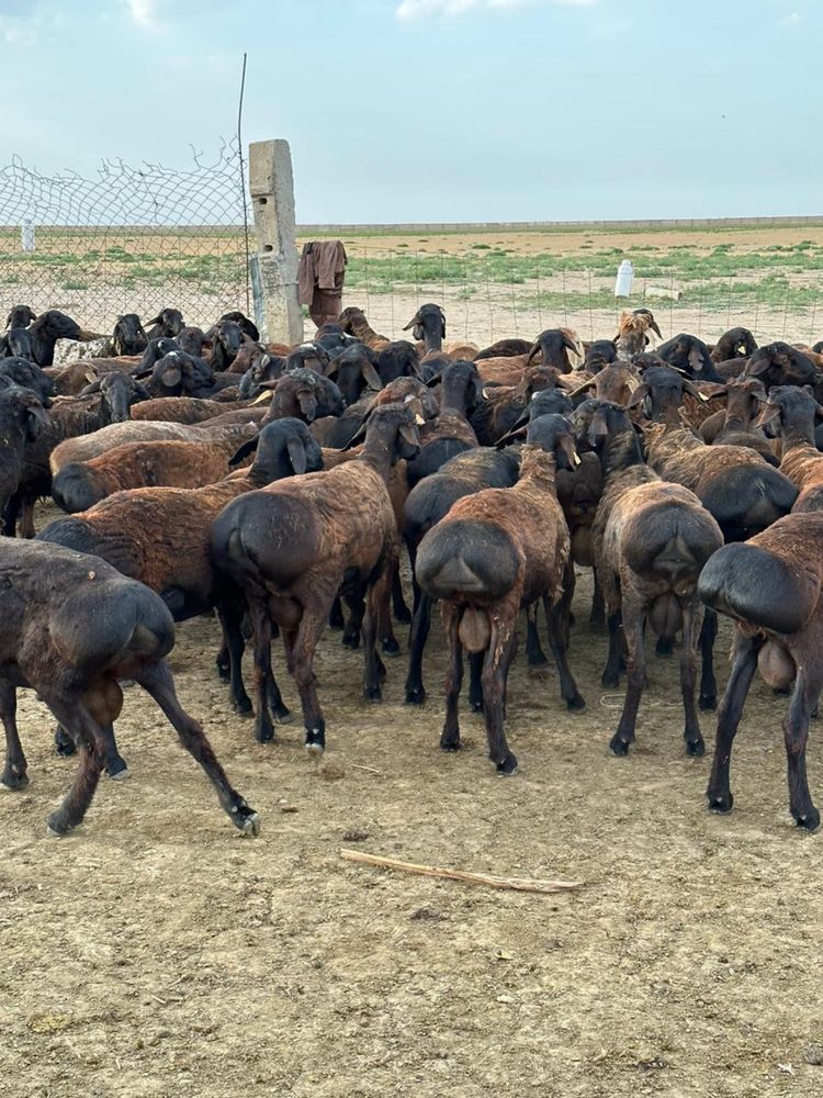 Кошкарлар Сатылат.