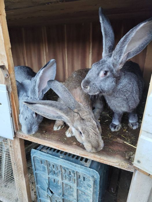 Продавам зайци и заешко месо