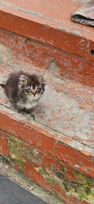 Отдам котёнка в добрые руки