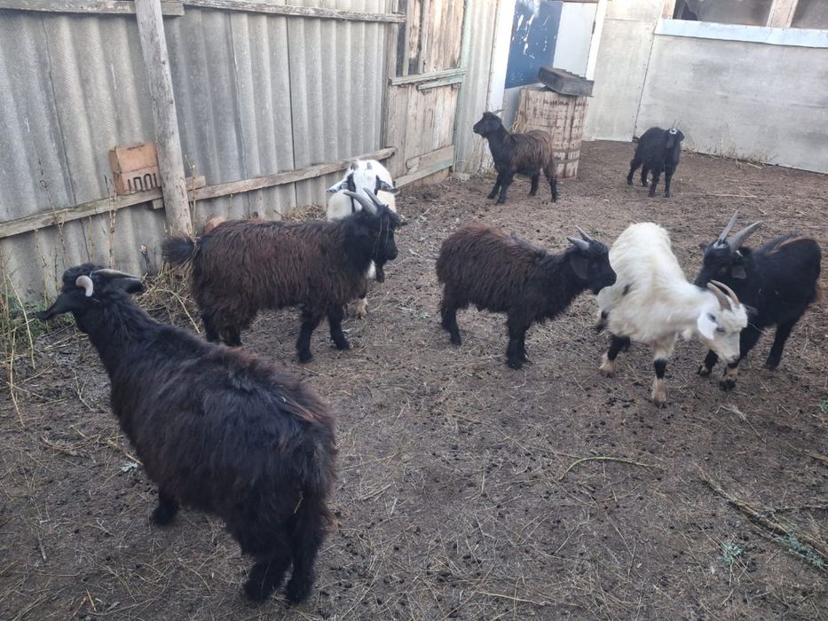 Продаются козы , козлята