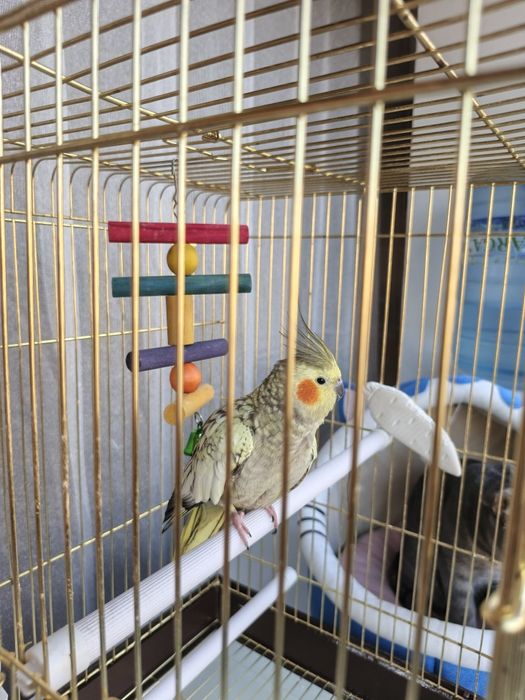 Попугай Корелла продаю