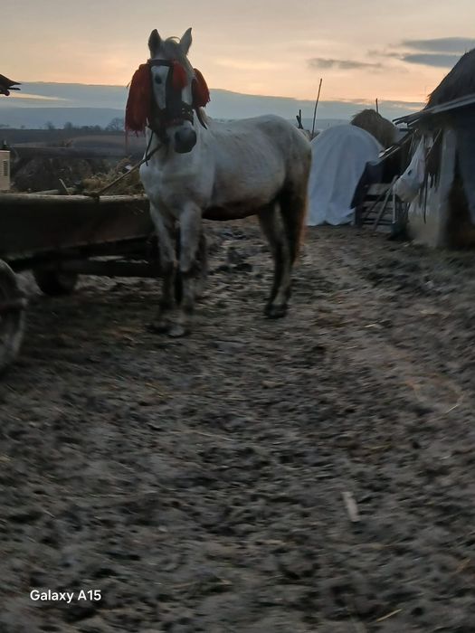 Vnd cal de 7 ani 100 pe 100 se da la schimb și pe junca sau taur