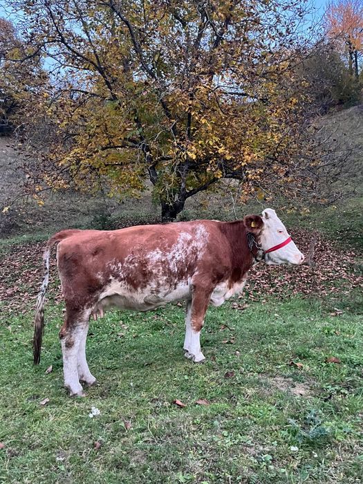 Vand trei vaci bălțate românești