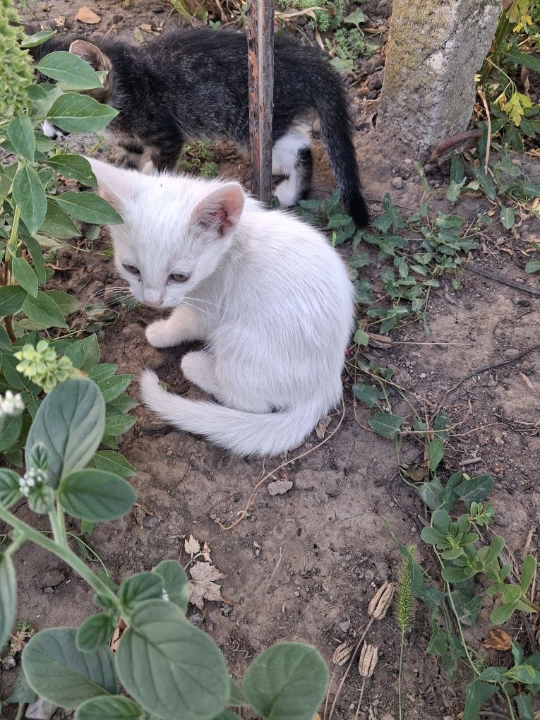 Подарявам котета
