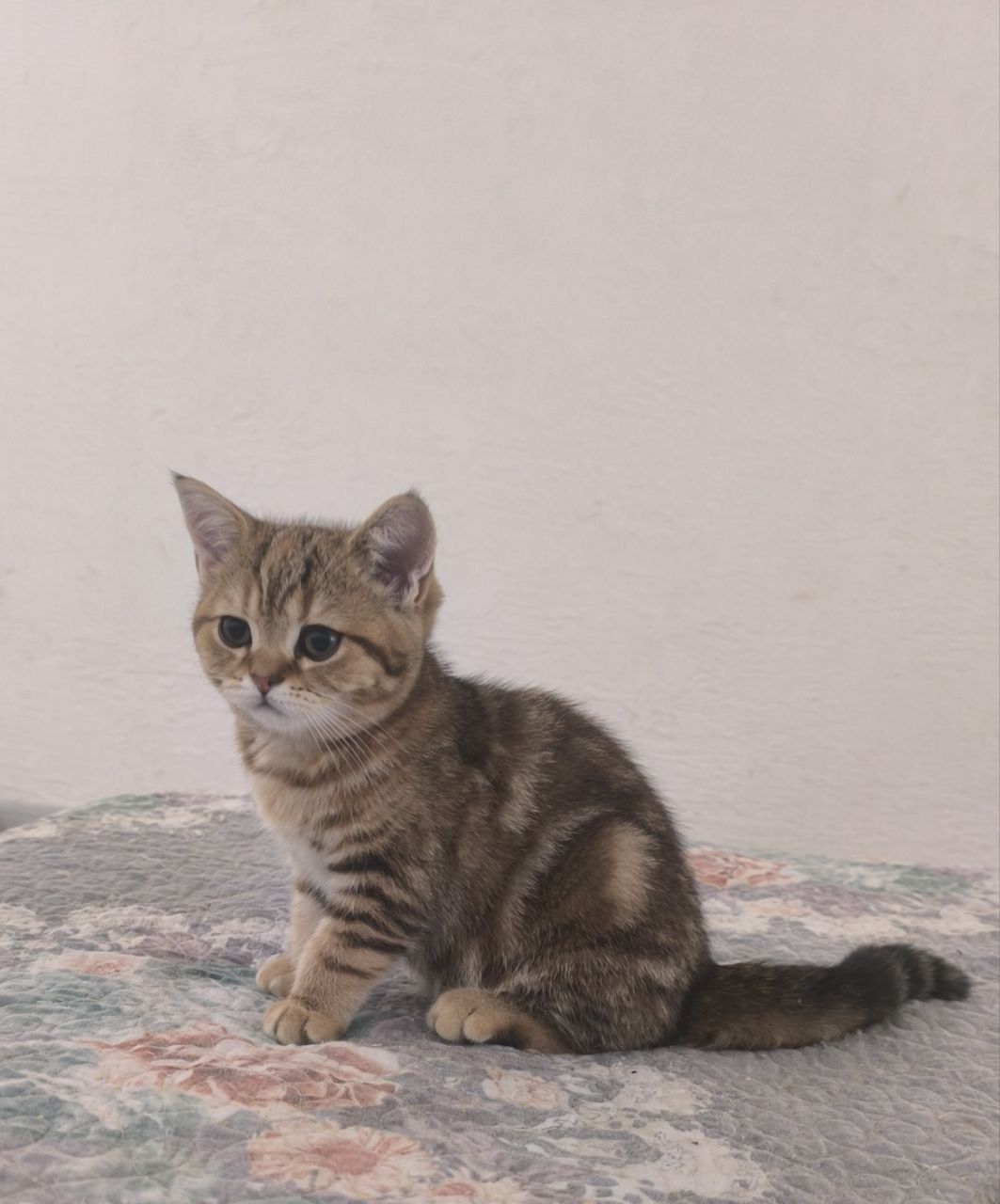 Котята Шотландский скоттиш страйт