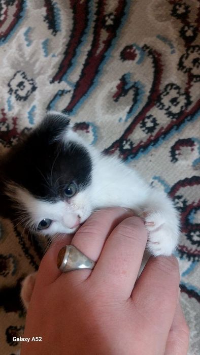 Scottish fold mushuk