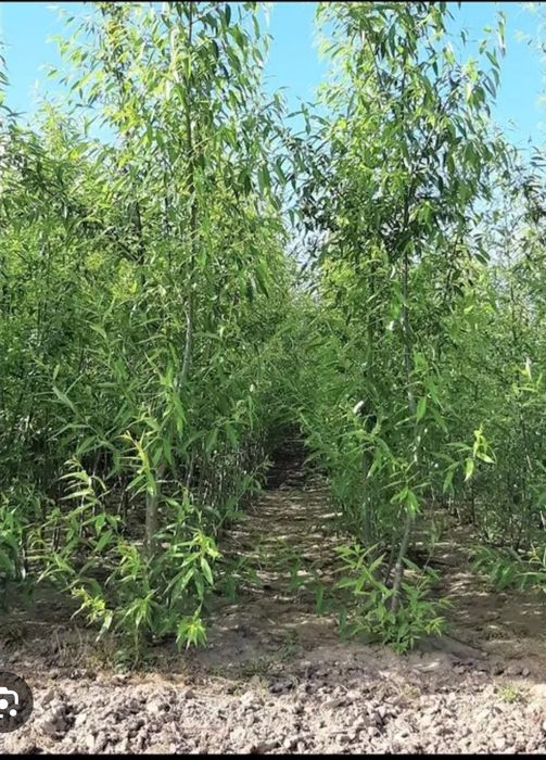 Salcie / Plop cu radacina nuda