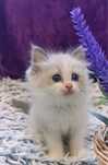Ragdoll puiut frumos