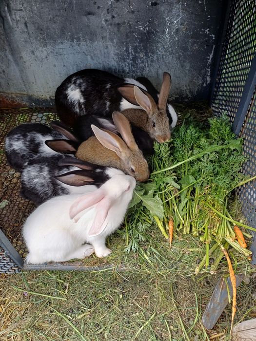 Pui de iepure 2 luni