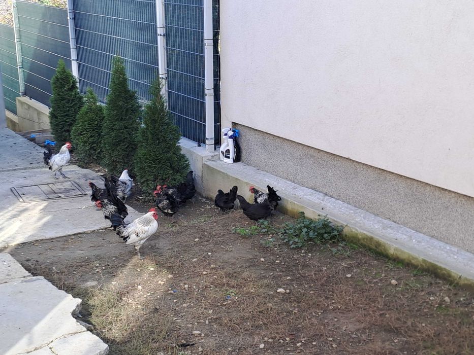 Vand gaini americane