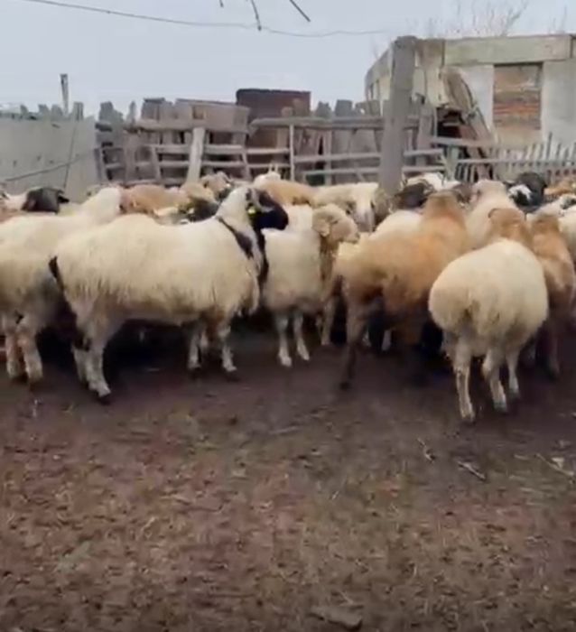 Қошқар/бараны 90 000 тг