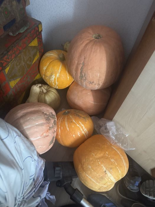 Тыквы хэллоуин продажа