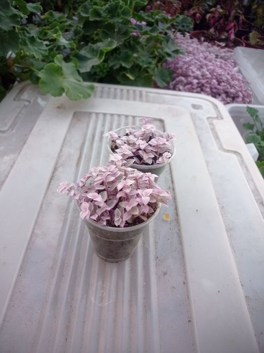 Распродажа Домашние цветы разные