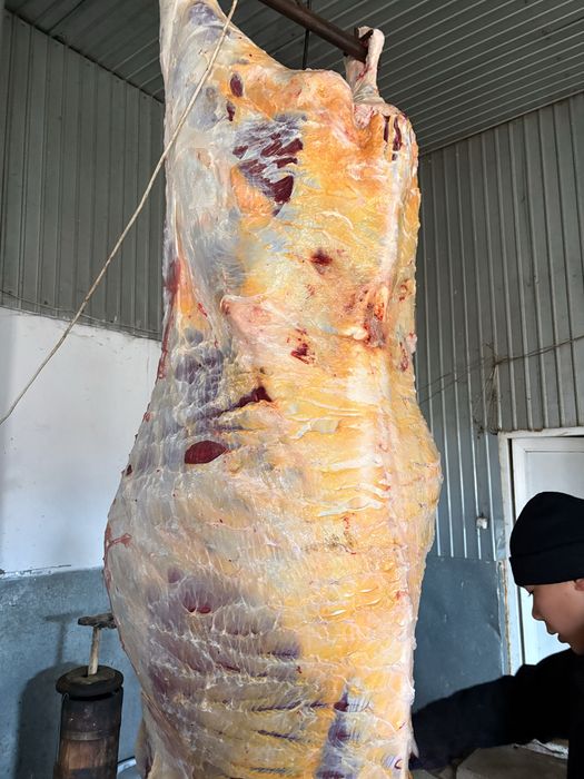 Сиыр еті соғым тайынша кунажын